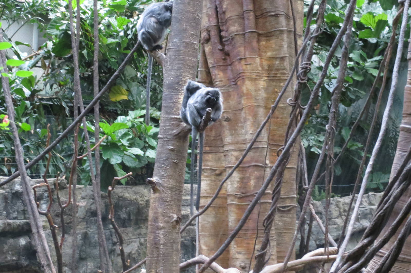 Silver-leaf Langurs - Jungle World 031215