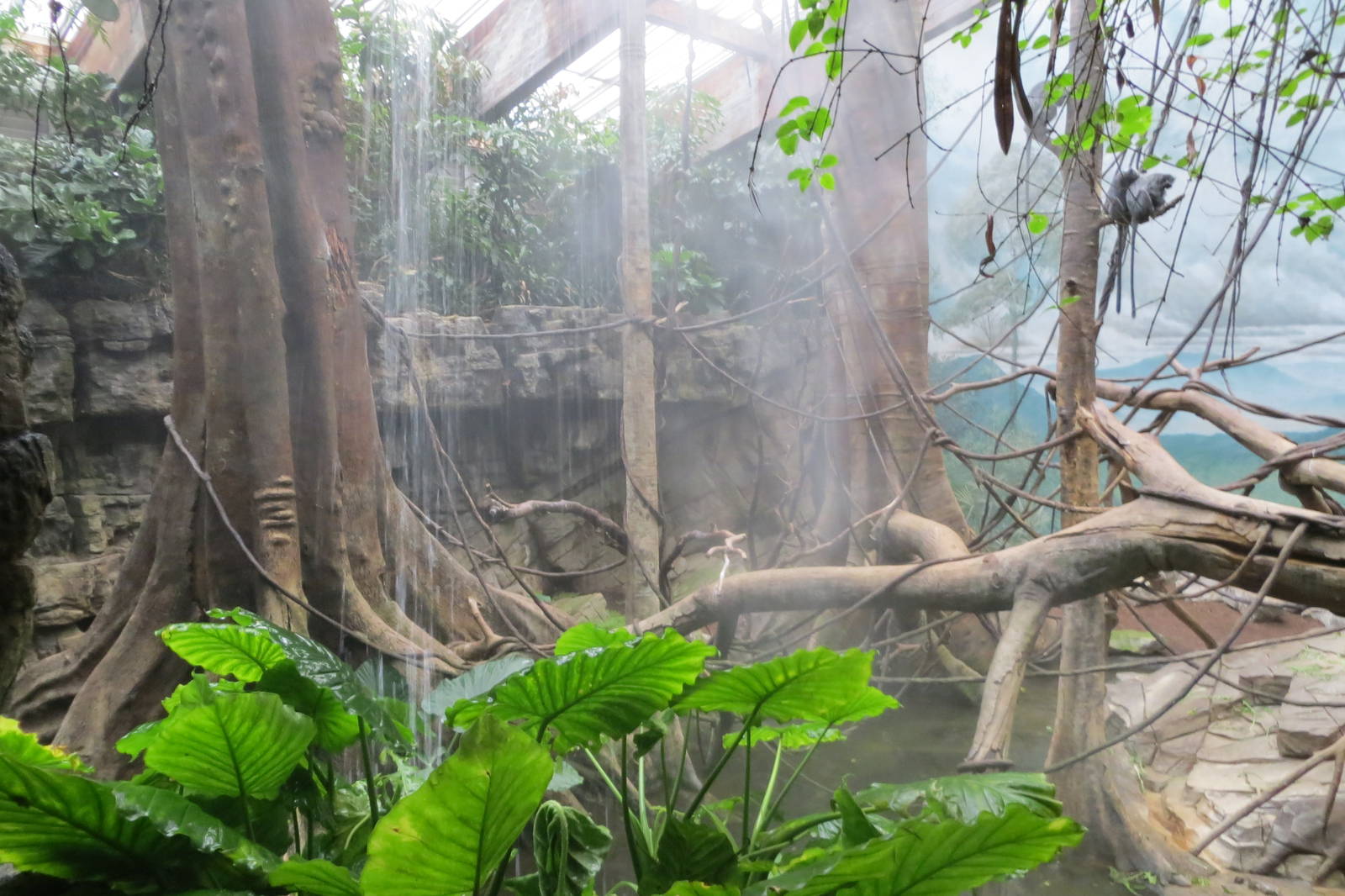 Silver-leaf Langurs - Jungle World 031215