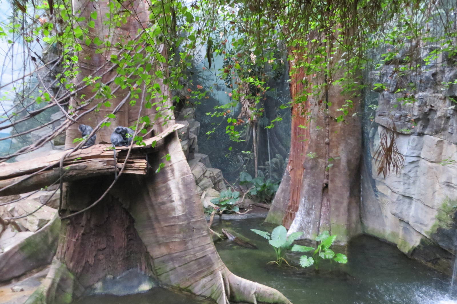 Silver-leaf Langurs - Jungle World 031215