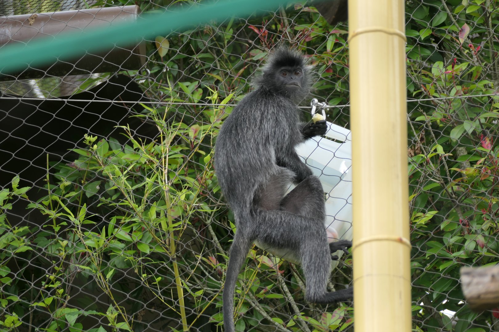 Silver-leaf Monkey - Trachypithecus cristatus