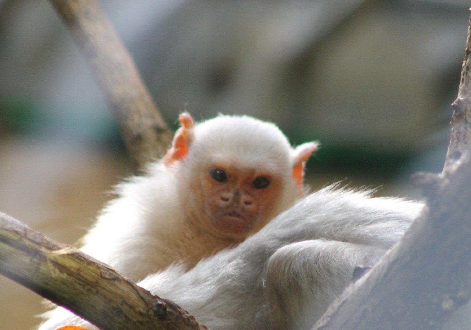 Silver marmoset