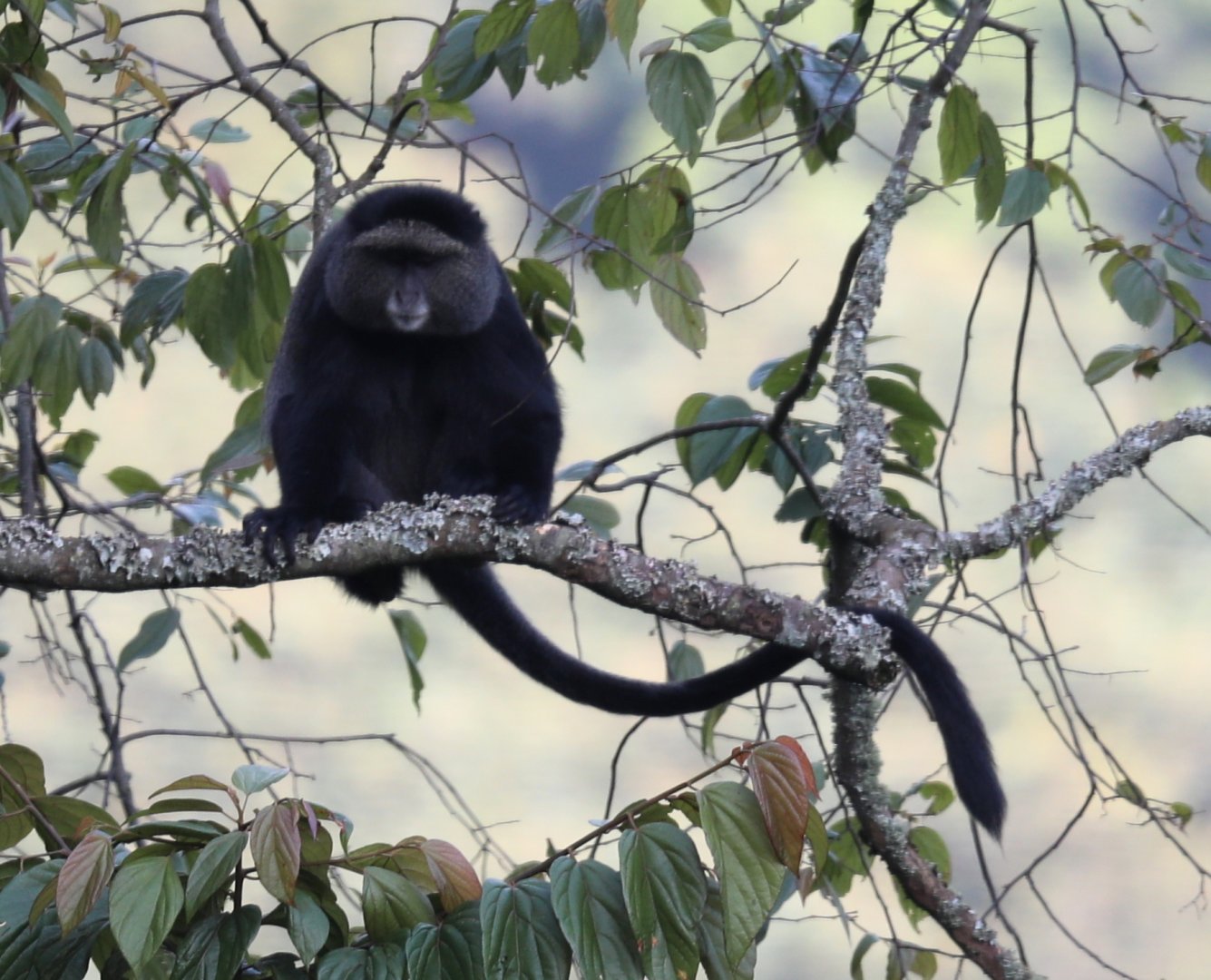 silver monkey (Cercopithecus mitis doggetti)