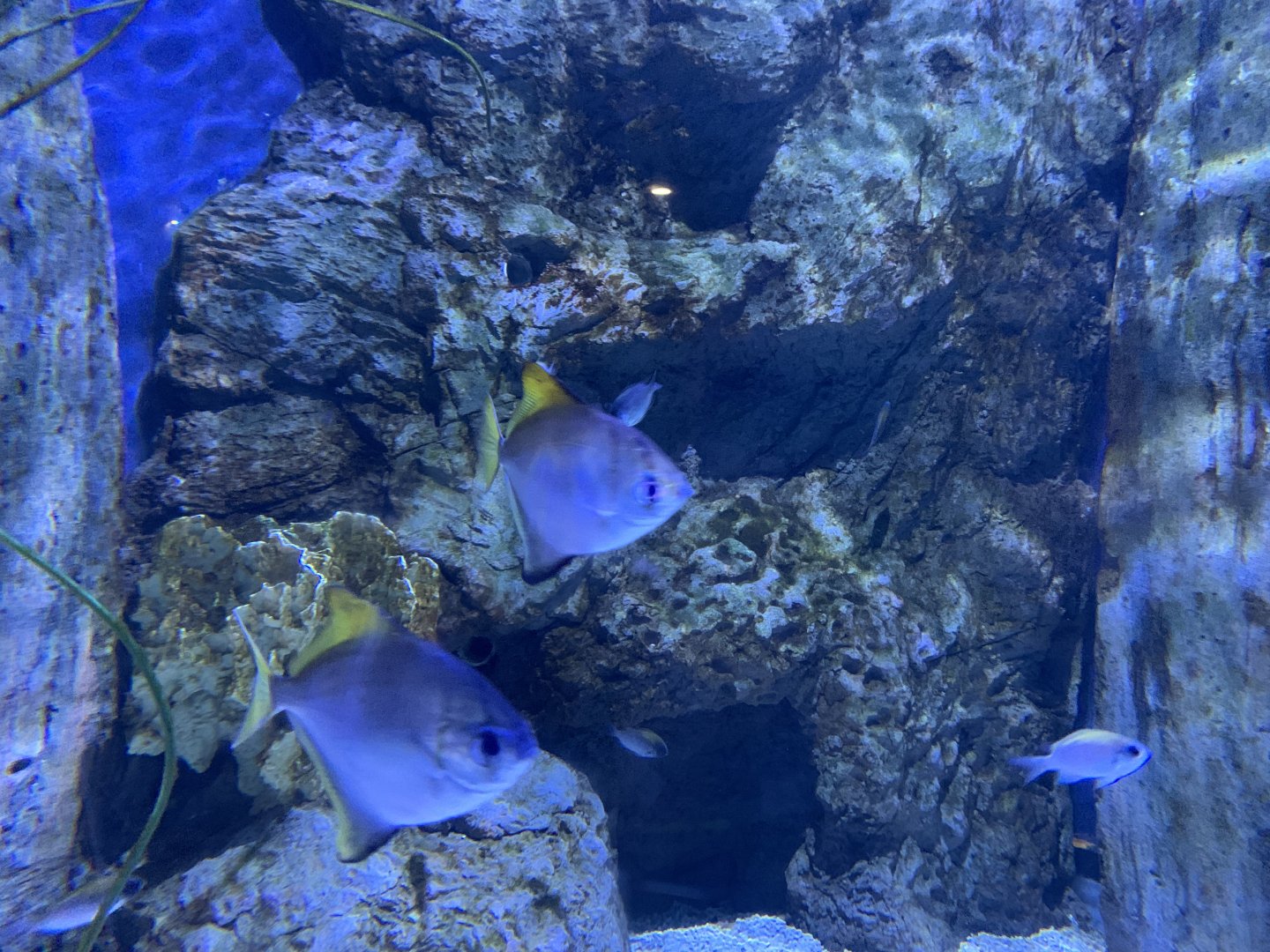 Silver Mono (Monodactylus argenteus)