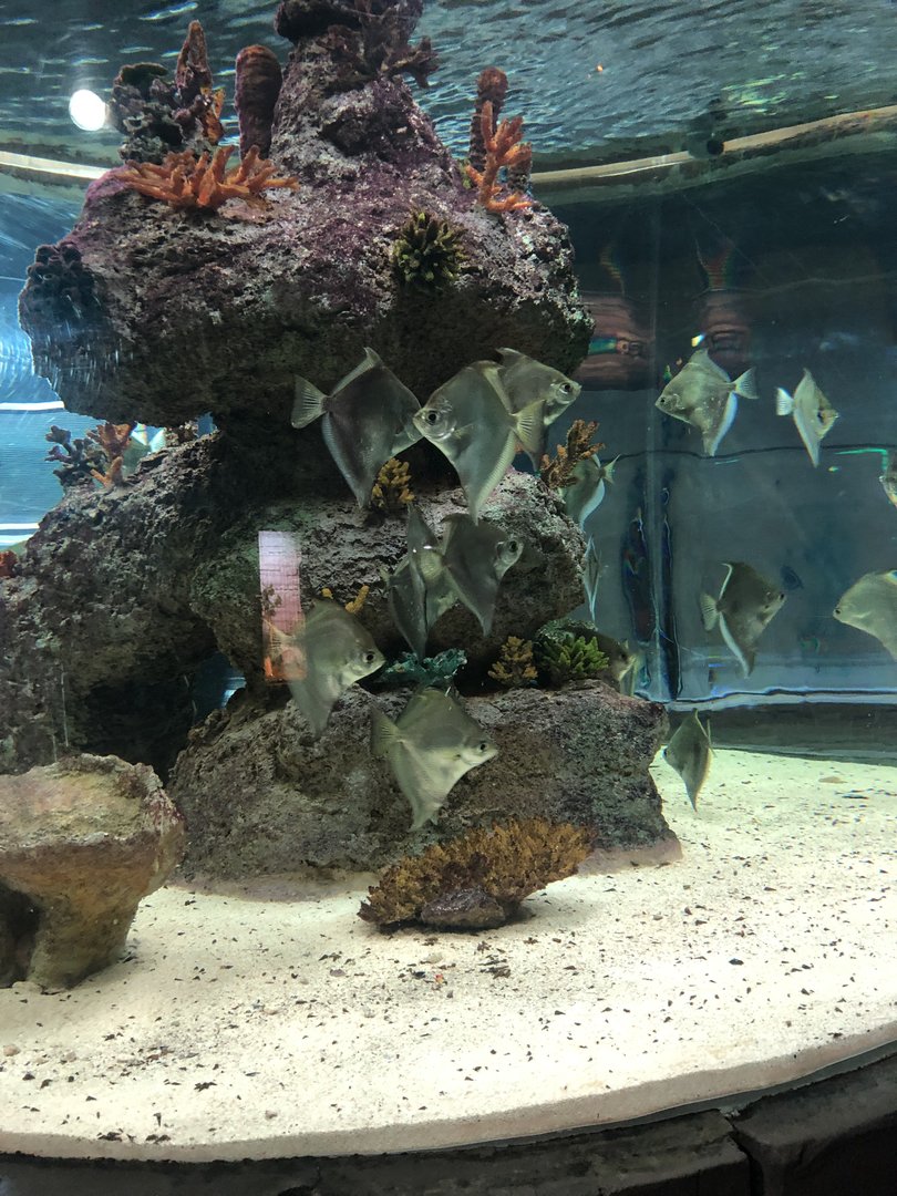 Silver Moonies (?) at Aqua Vega