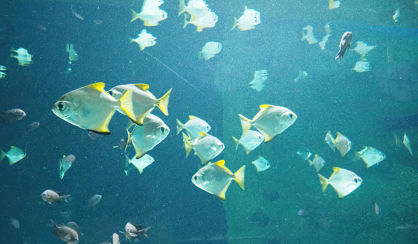 Silver moonies (Monodactylus argenteus), 2022-10-29