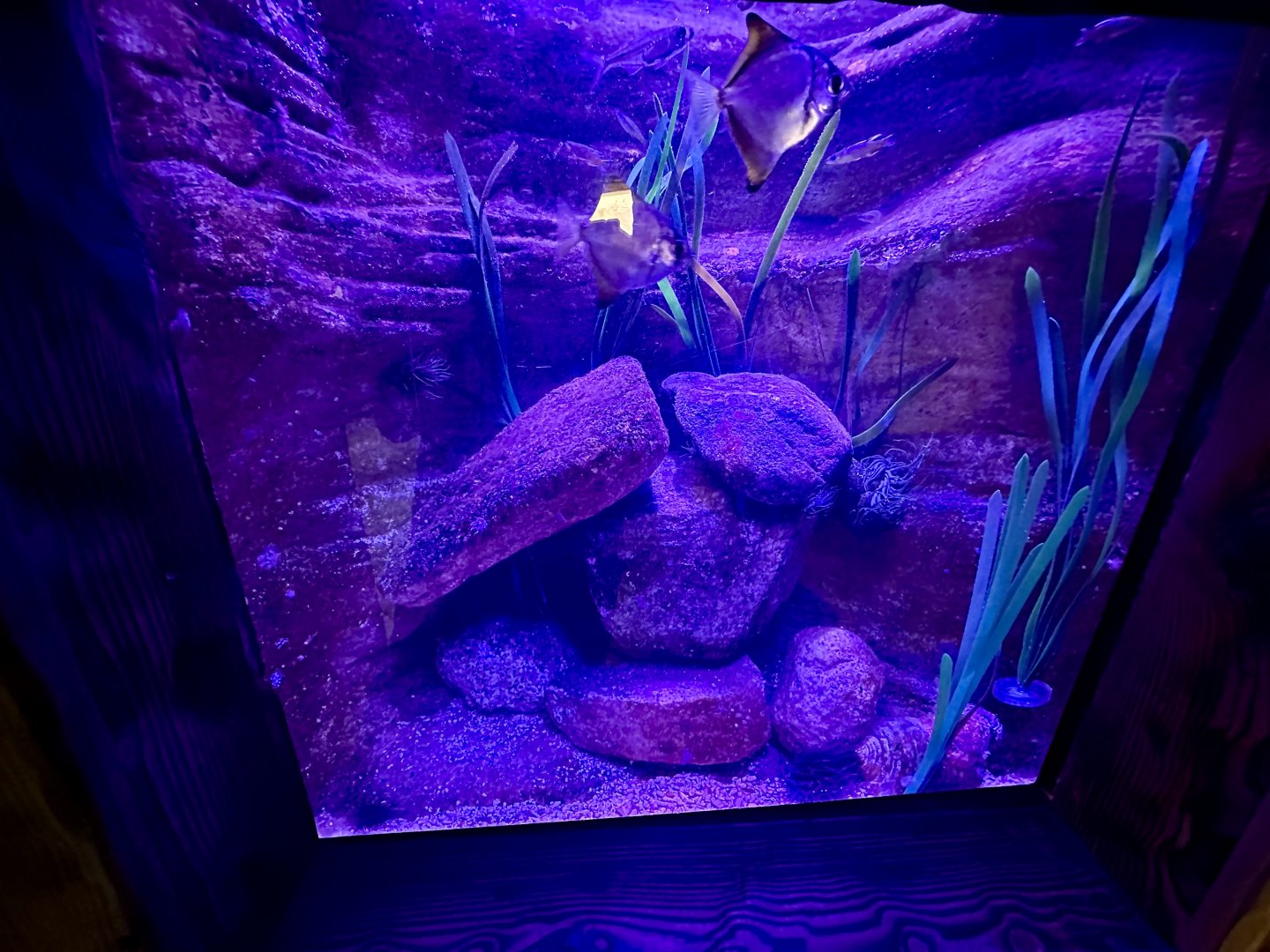 Silver Moony Exhibit