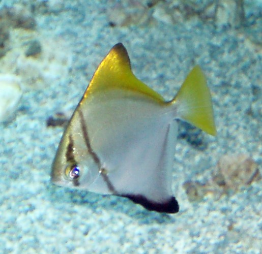 Silver Moony (Monodactylus argenteus)