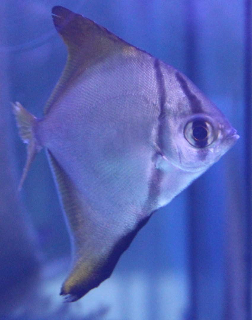 Silver moony - Monodactylus argenteus