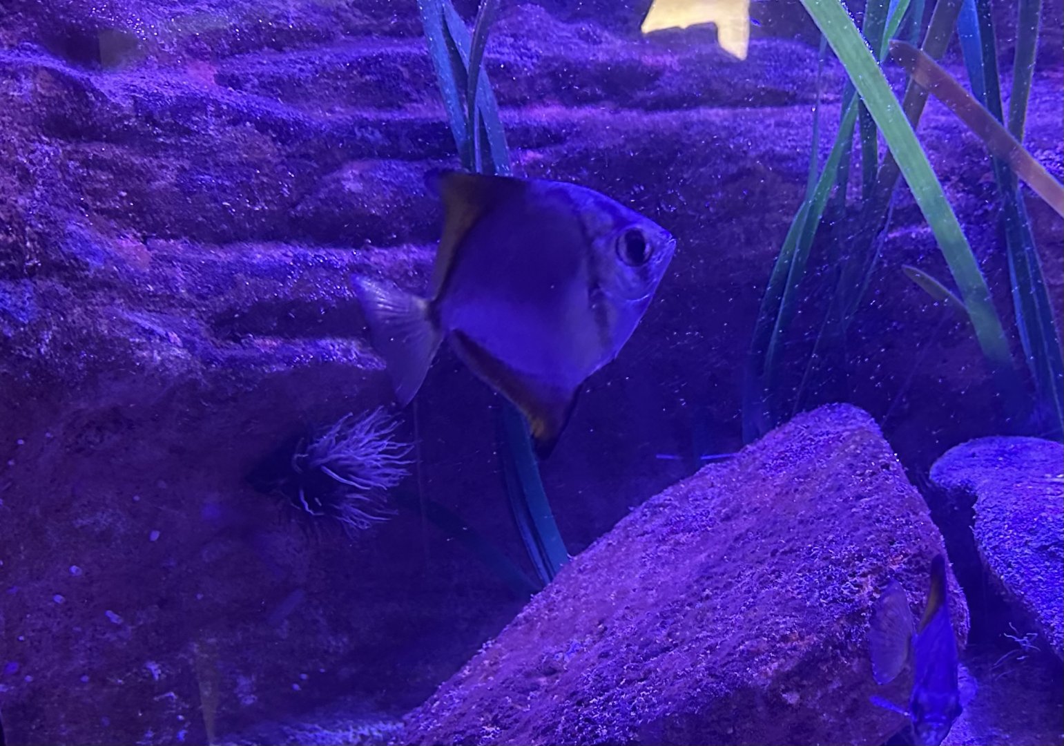 Silver moony (Monodactylus argenteus)