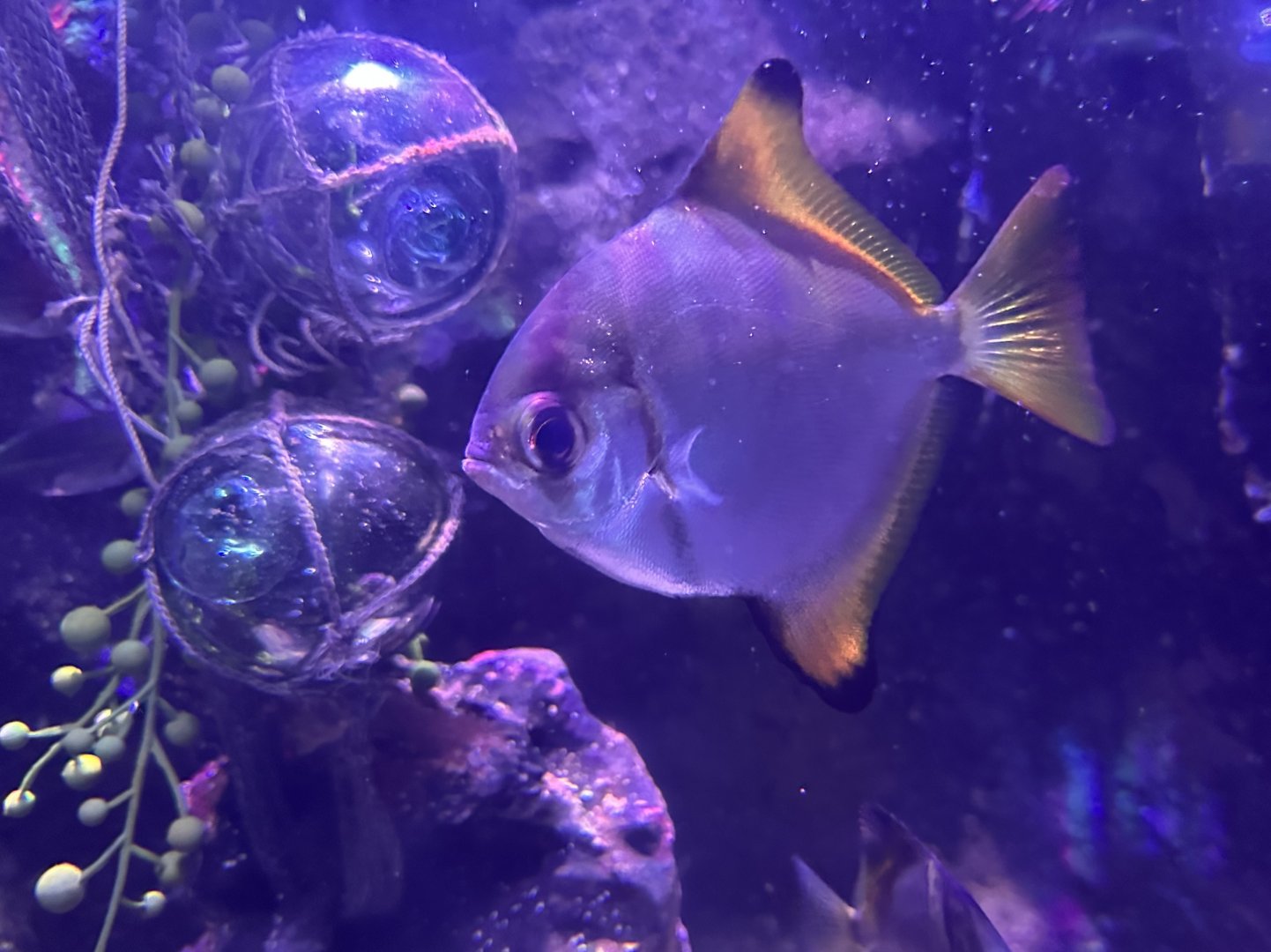 Silver moony (Monodactylus argenteus)