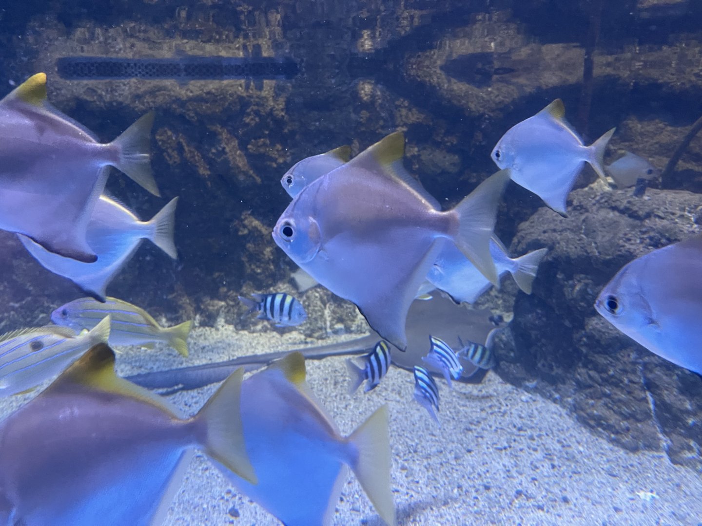 silver moonyfish (monodactylus argenteus) (1)