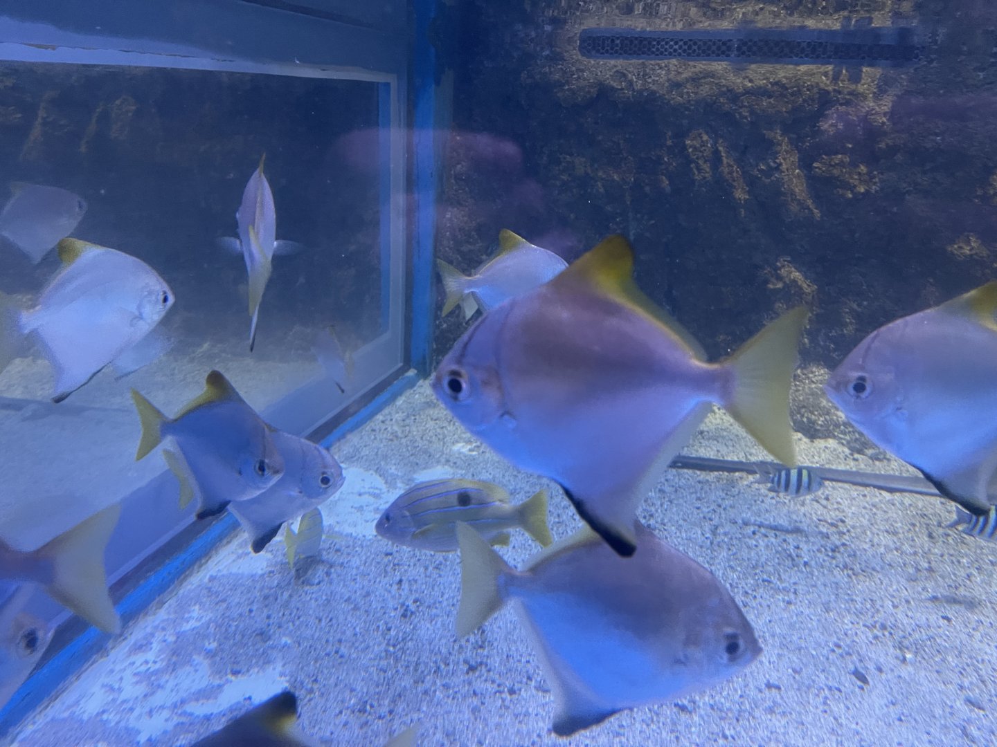 silver moonyfish (monodactylus argenteus) (2)