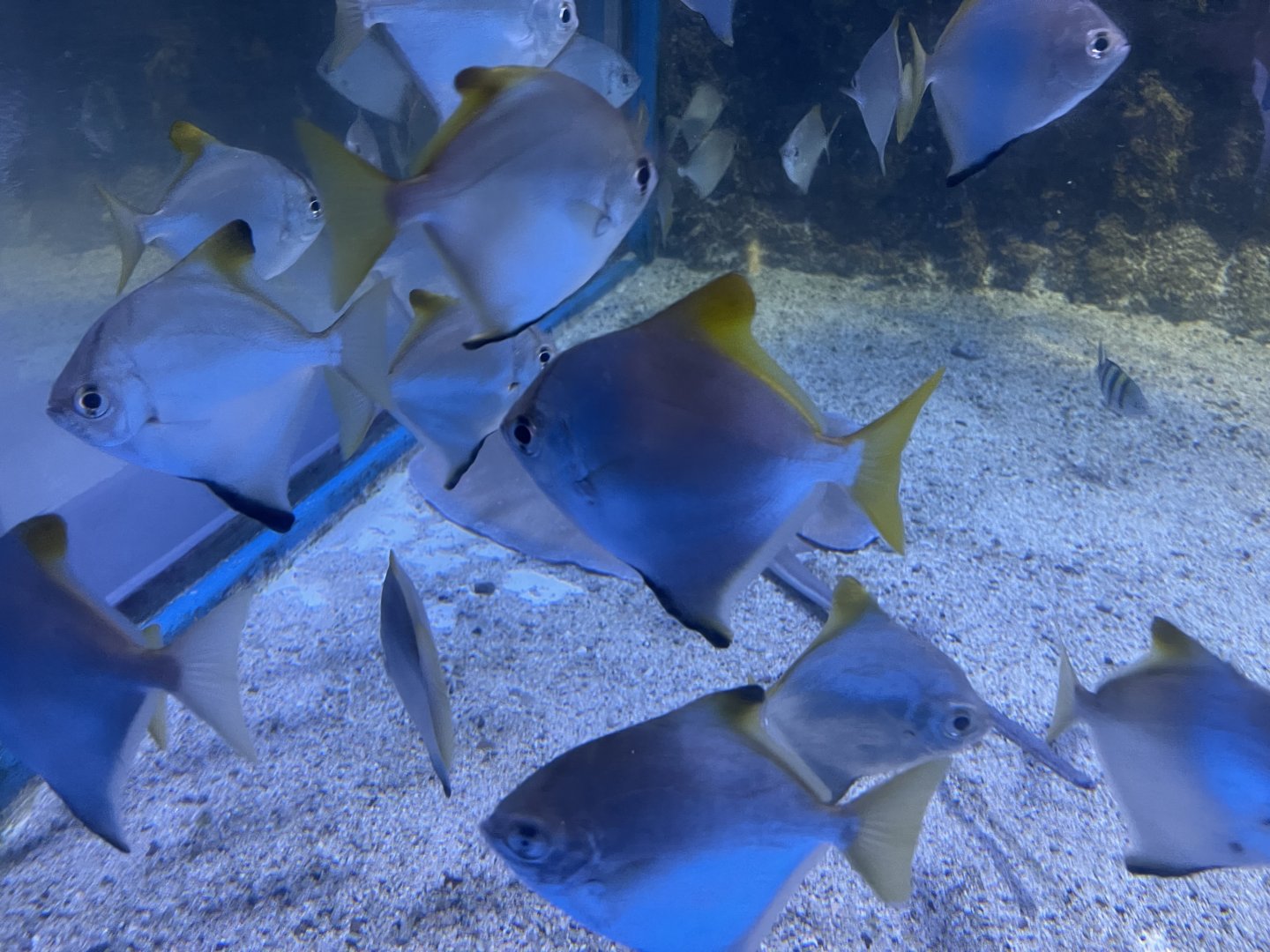 silver moonyfish (monodactylus argenteus) (3)