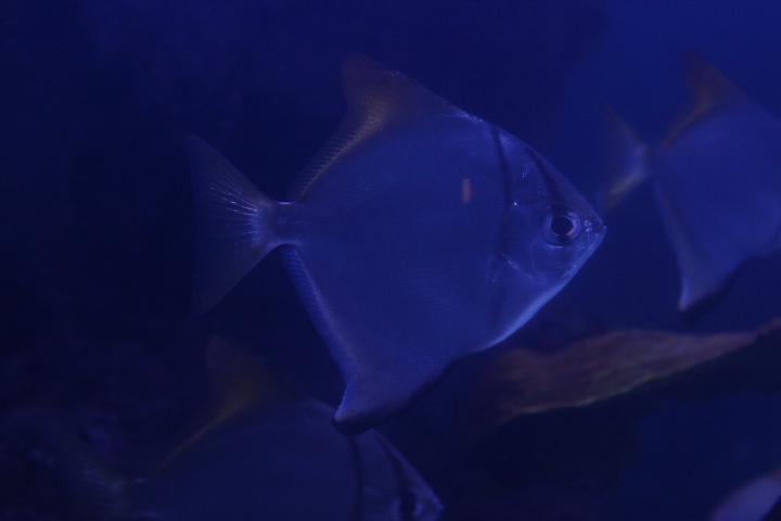 Silver moonyfish (Monodactylus argenteus)