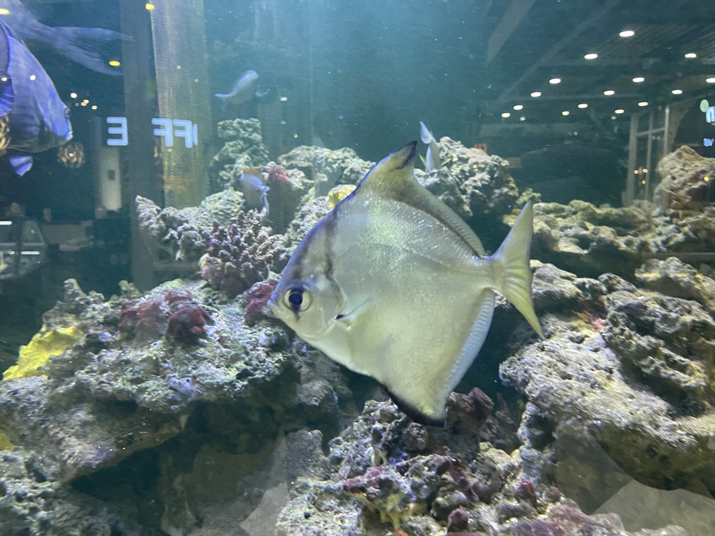 silver moonyfish (monodactylus argenteus)