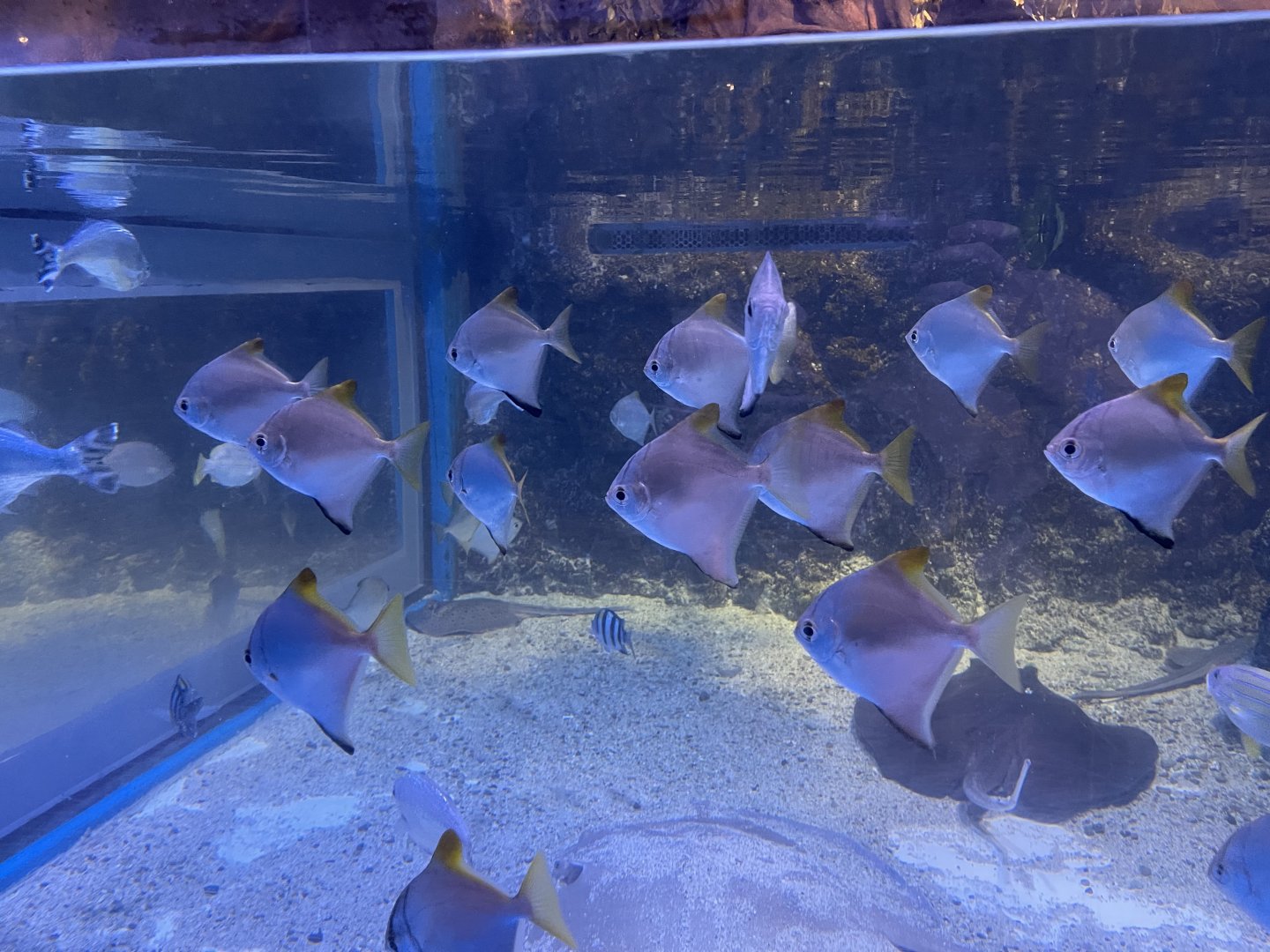 silver moonyfishes (monodactylus argenteus)