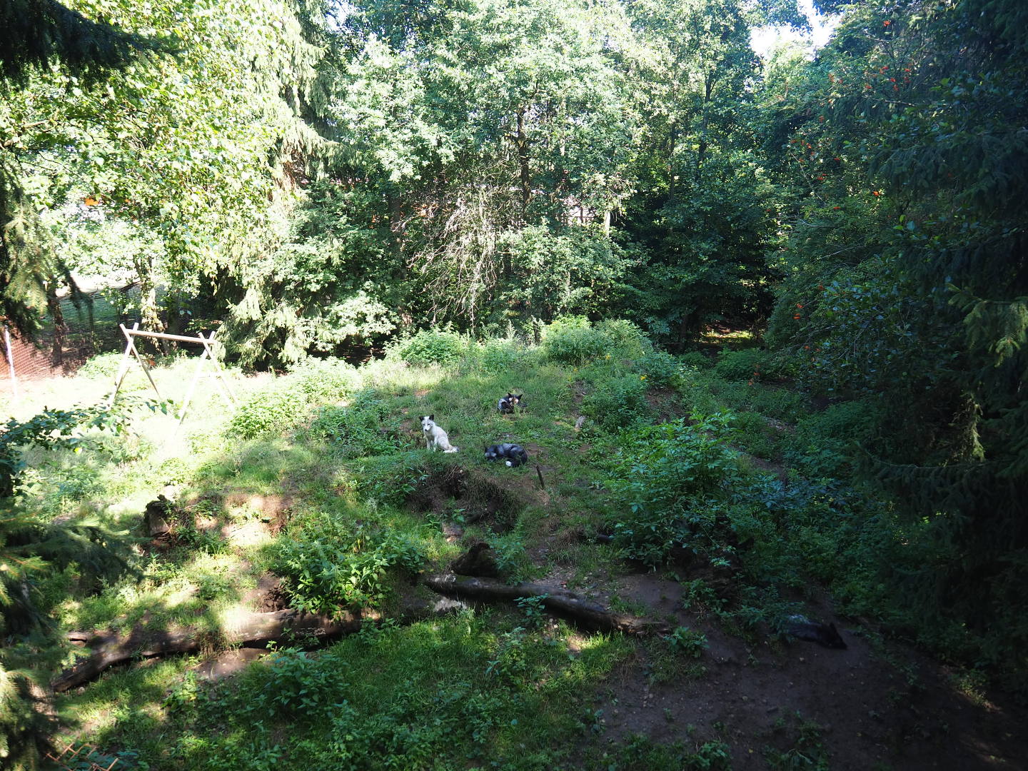 Silver mutation red fox exhibit, 2019-08-04