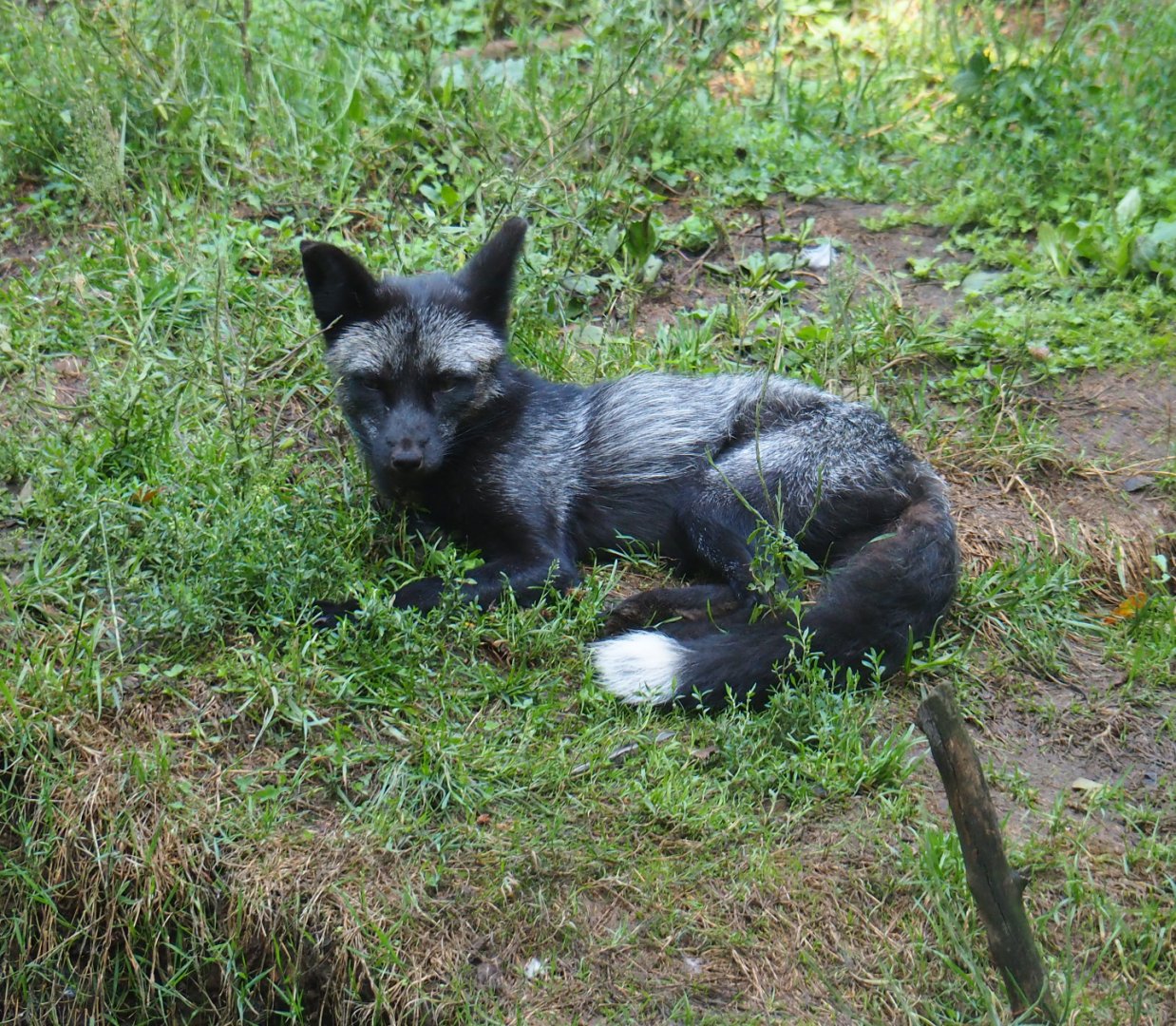 Silver mutation red fox (Vulpes vulpes), 2019-08-04