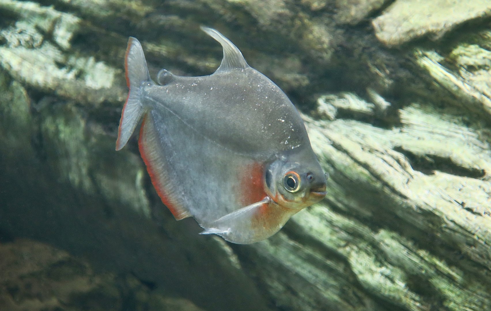 Silver Mylossoma (Mylossoma duriventre)