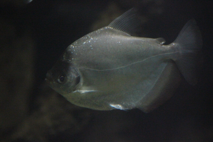 Silver mylossoma (Mylossoma duriventris)