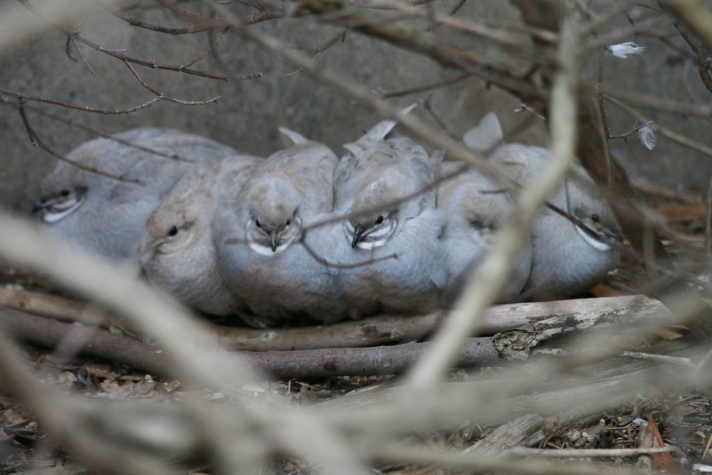 Silver (or Blue) King Quail males