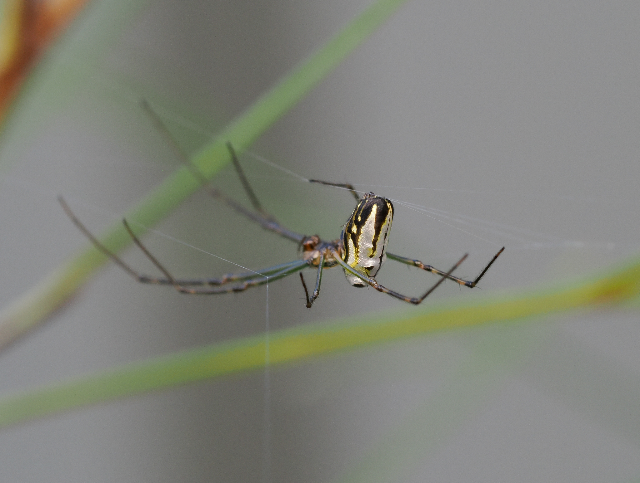 Silver Orb Spider Leucauge dromedaria