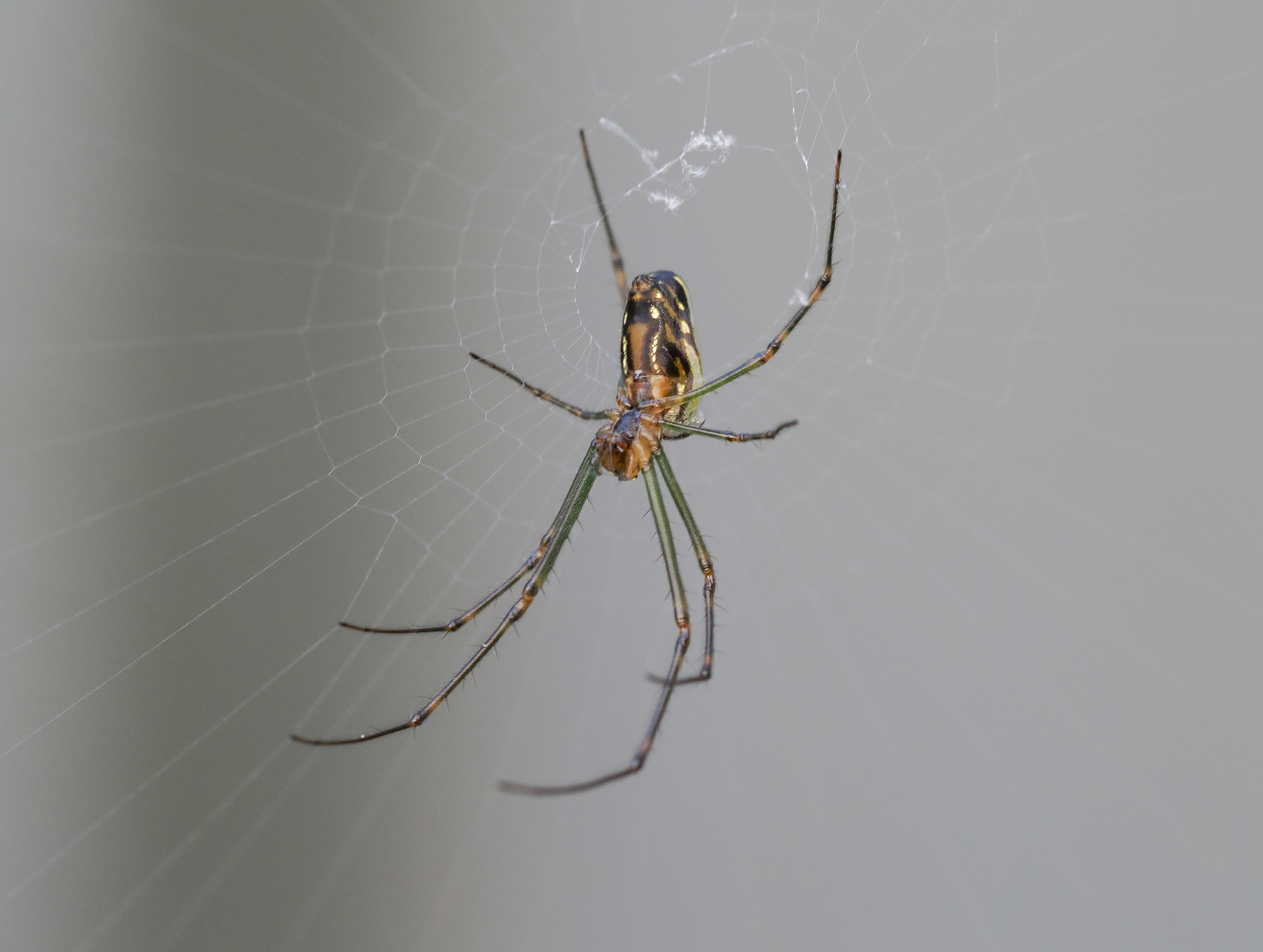 Silver Orb Spider Leucauge dromedaria