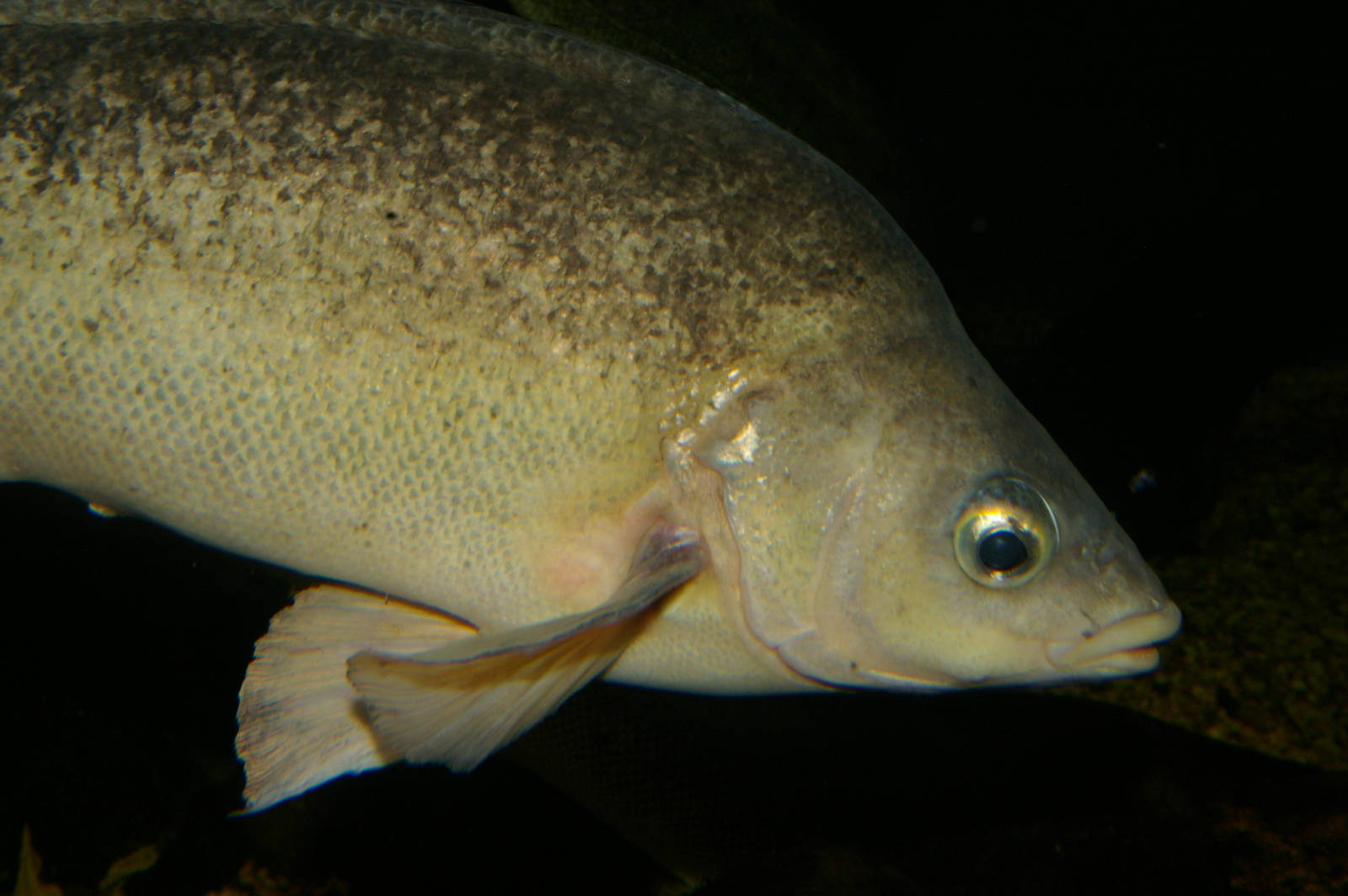Silver perch (Bidyanus bidyanus)