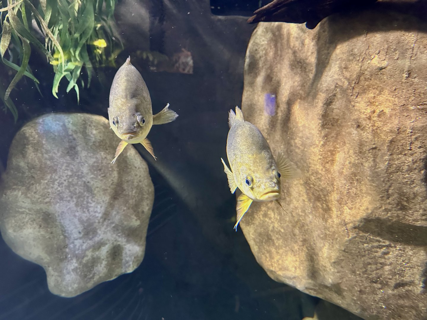 Silver perch (Bidyanus bidyanus)