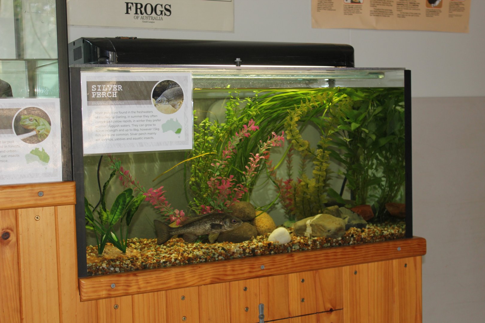 Silver Perch tank