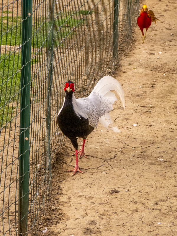 silver phaesant (Lophura nycthemera)