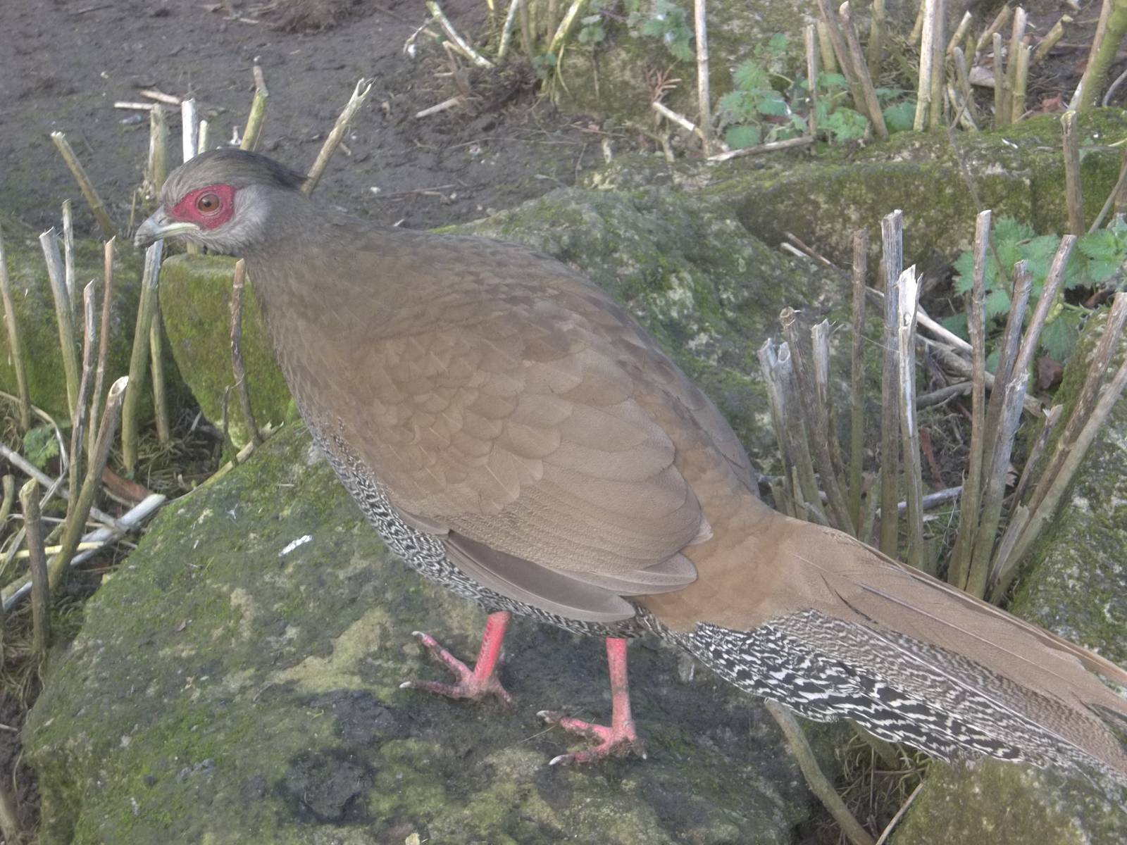 Silver Pheasant, 14th February 2015