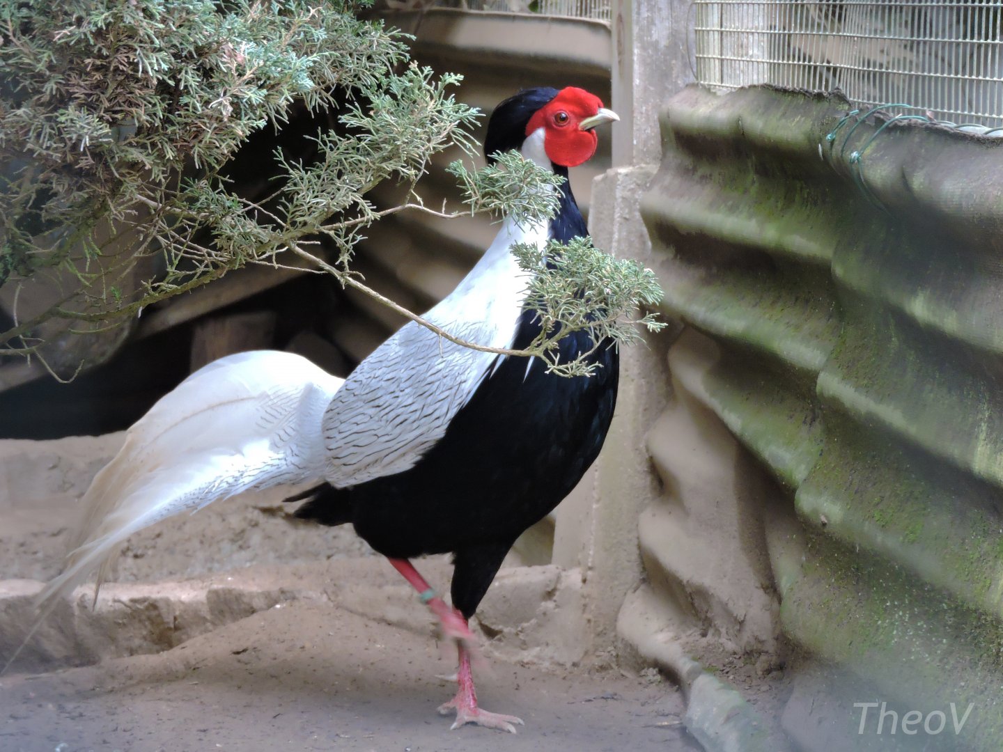 Silver pheasant [2015]