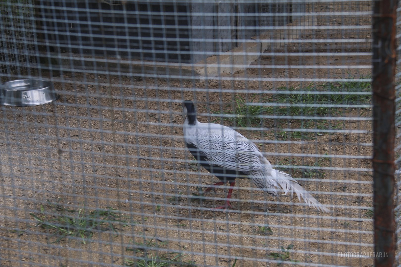 Silver Pheasant（2021）