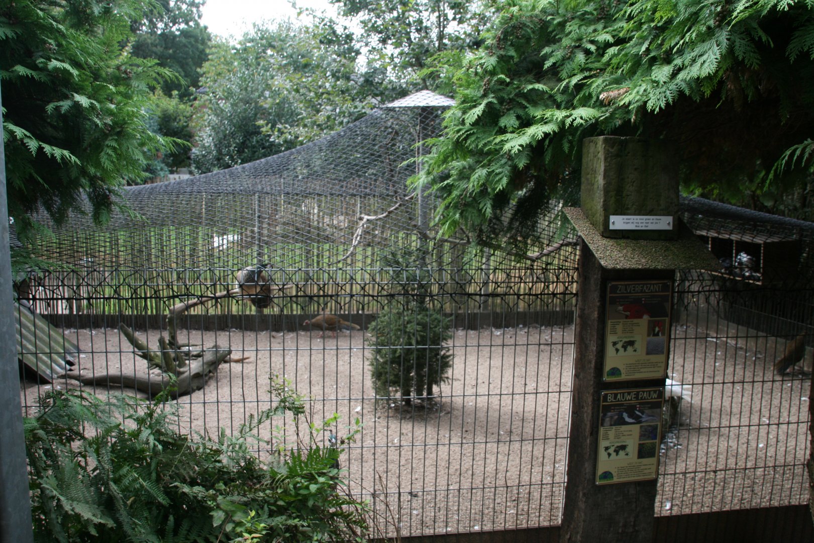 Silver pheasant and peacock enclosure