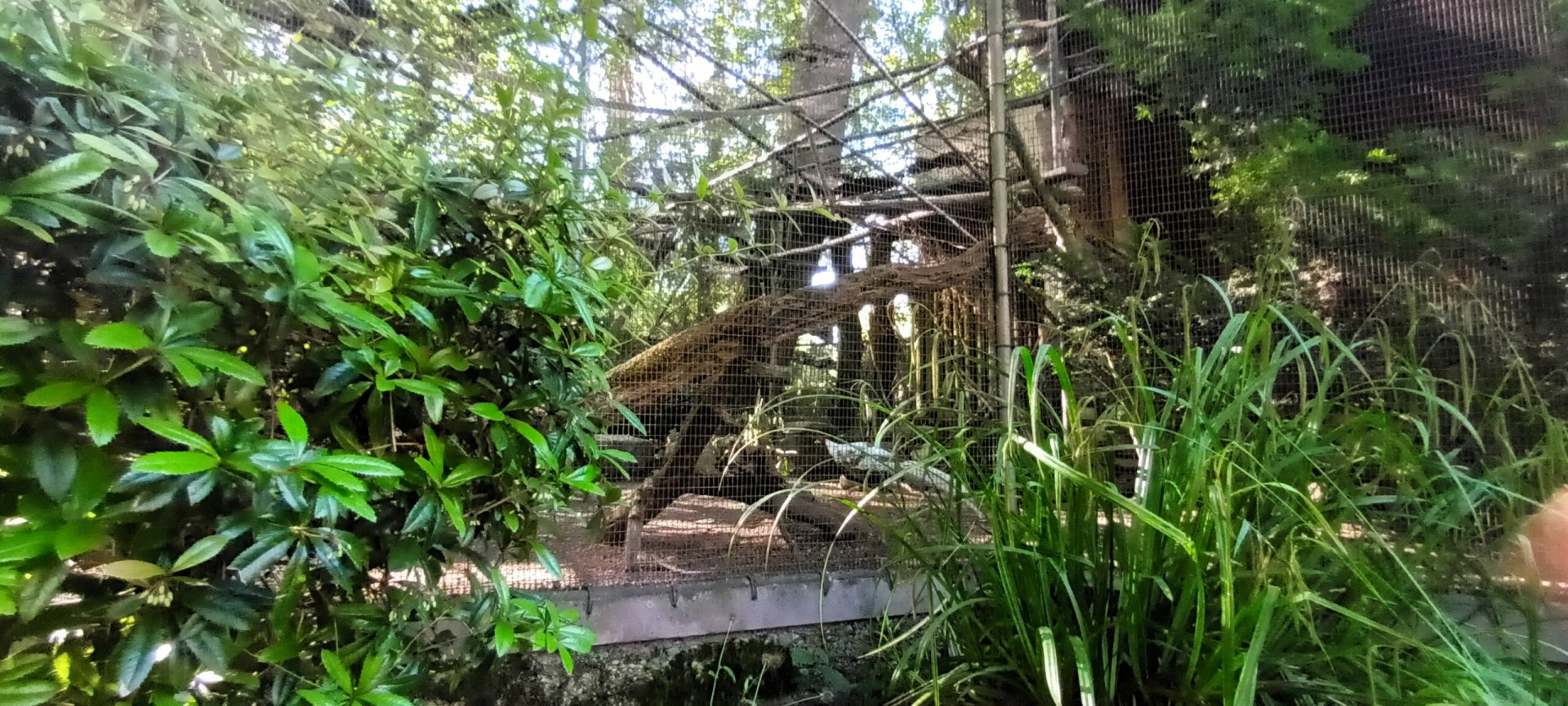 Silver Pheasant and Red billed blue Magpie Aviary