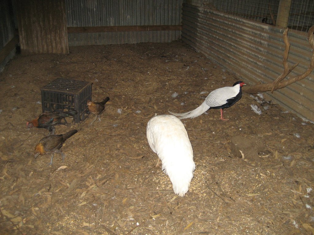 Silver Pheasant and White Peafowl
