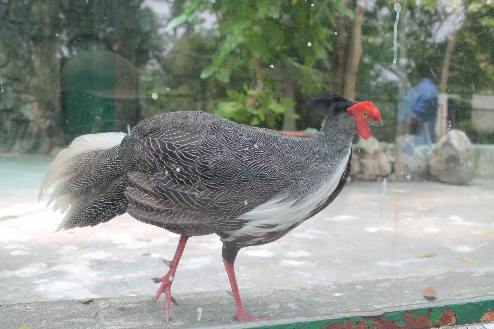 Silver Pheasant (annamensis)