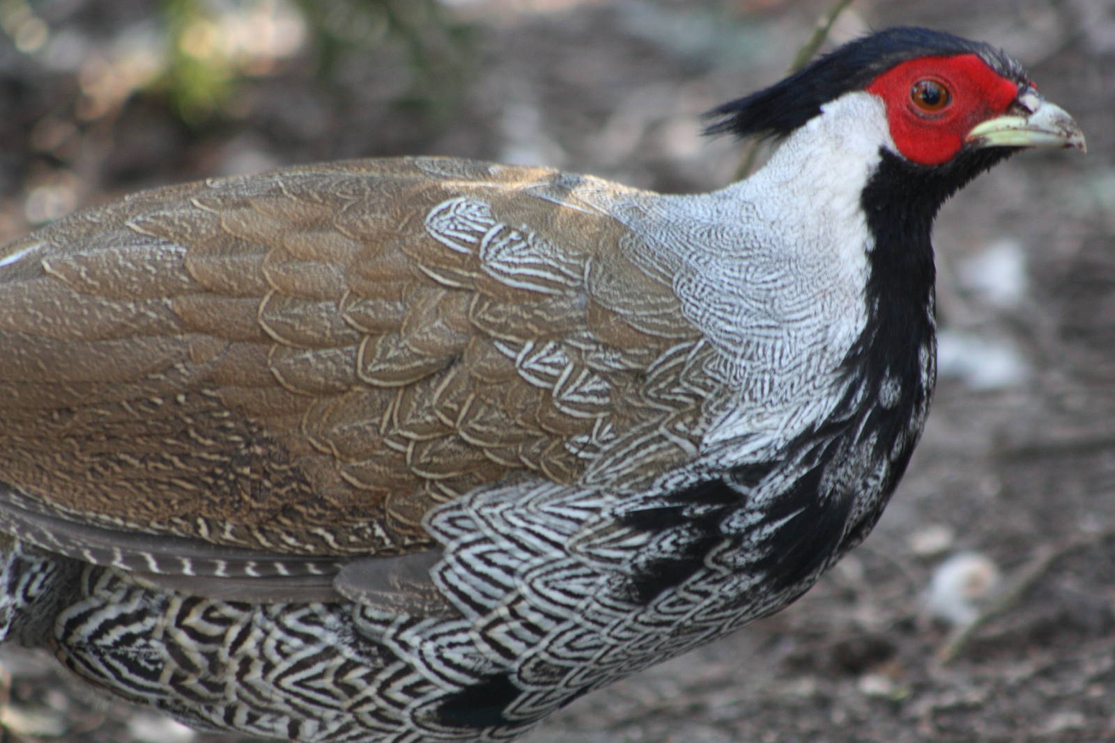 Silver Pheasant arrived 6th March, photographed 7th March 2015