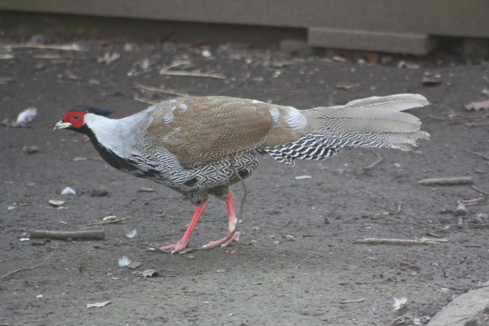 Silver Pheasant arrived 6th March, photographed 7th March 2015