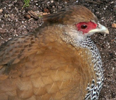 silver pheasant at Blackbrook