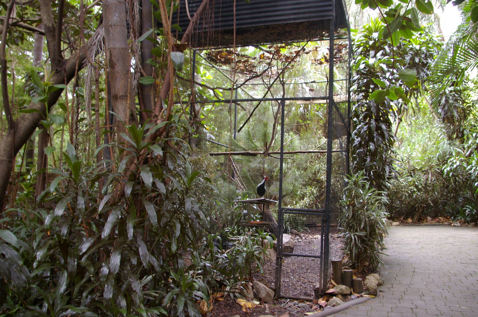 silver pheasant aviary, Alma Park Zoo