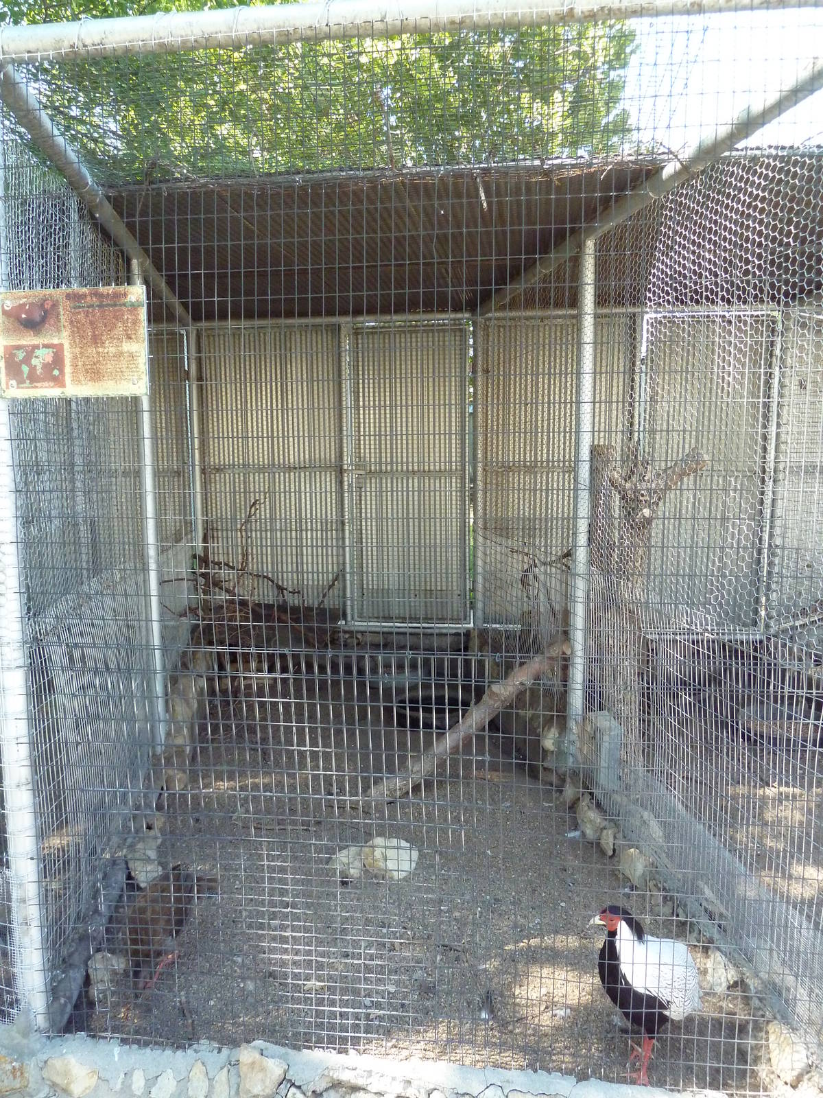 Silver Pheasant Aviary