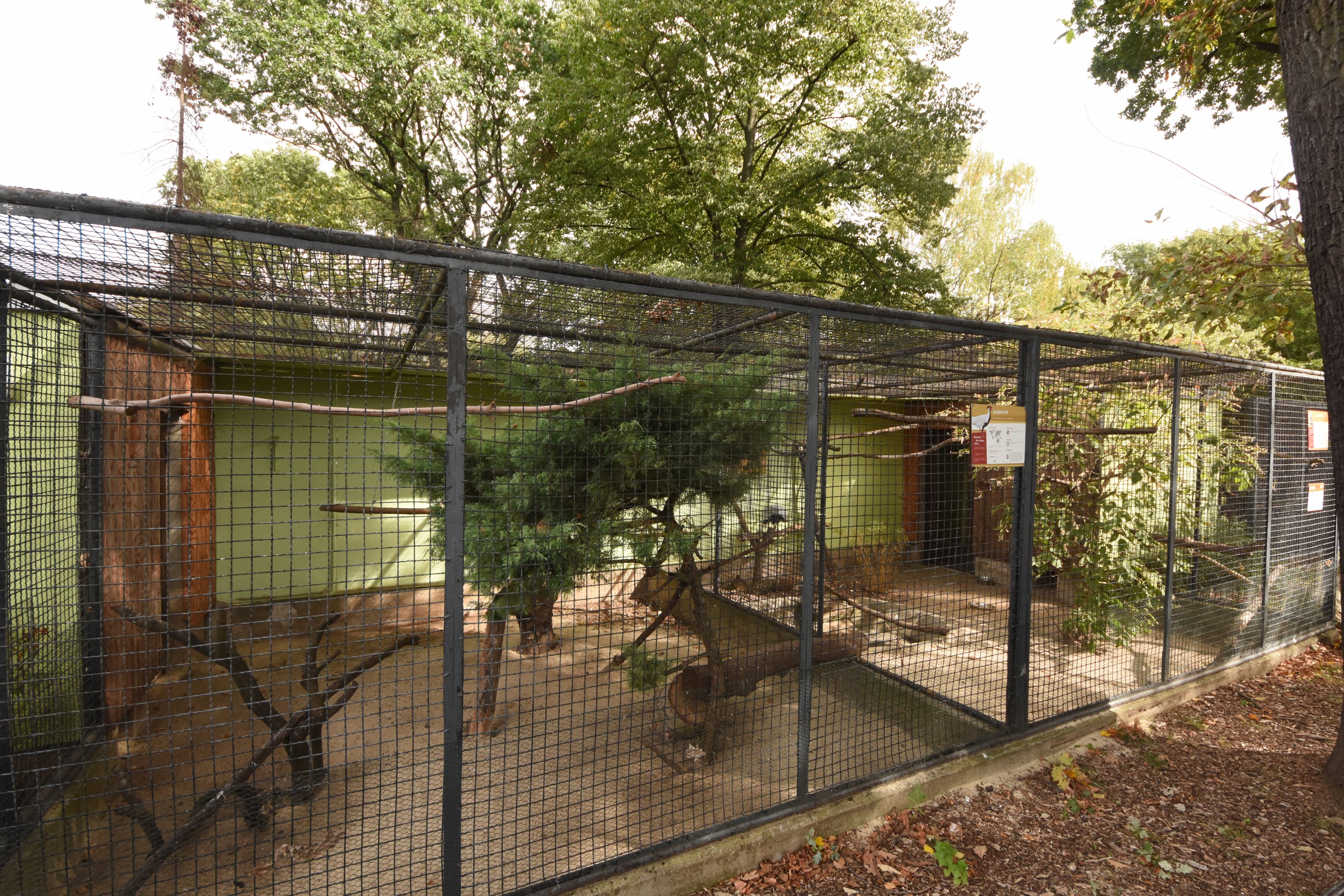 Silver pheasant aviary