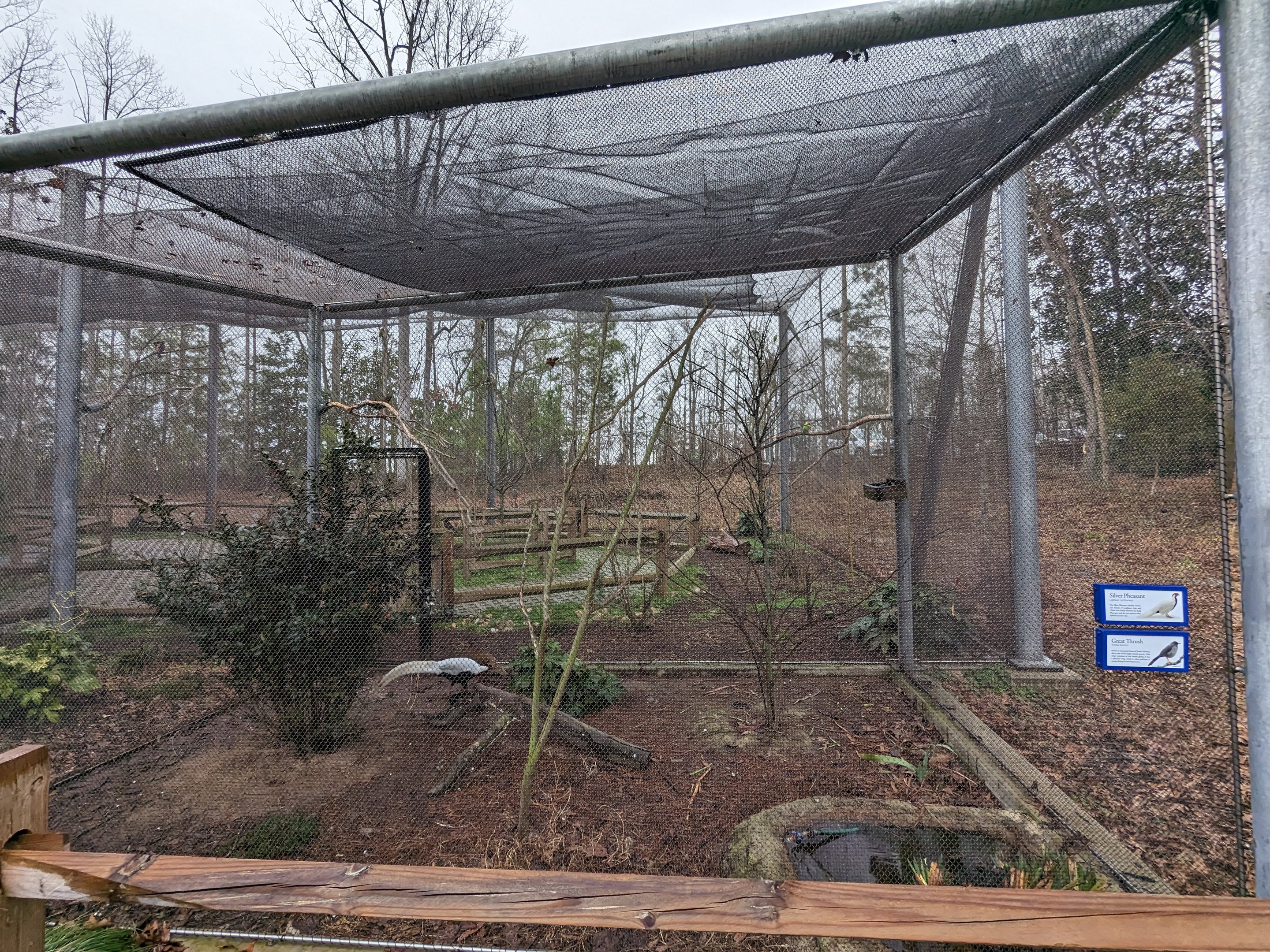 Silver pheasant aviary