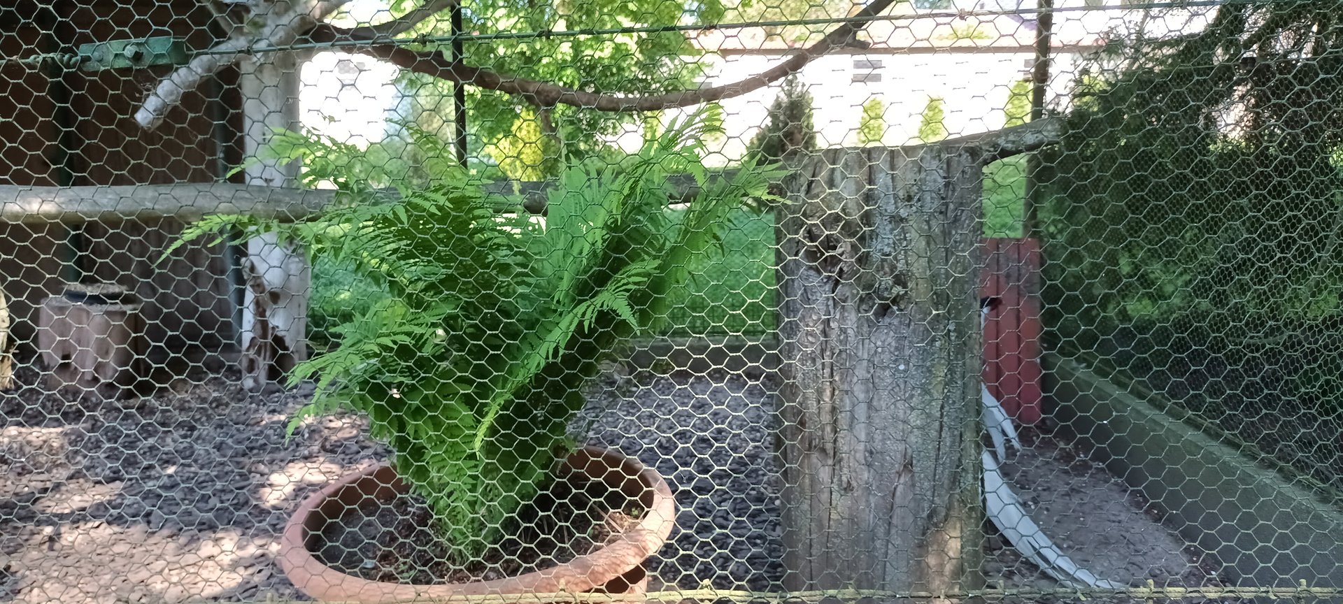 Silver Pheasant Aviary