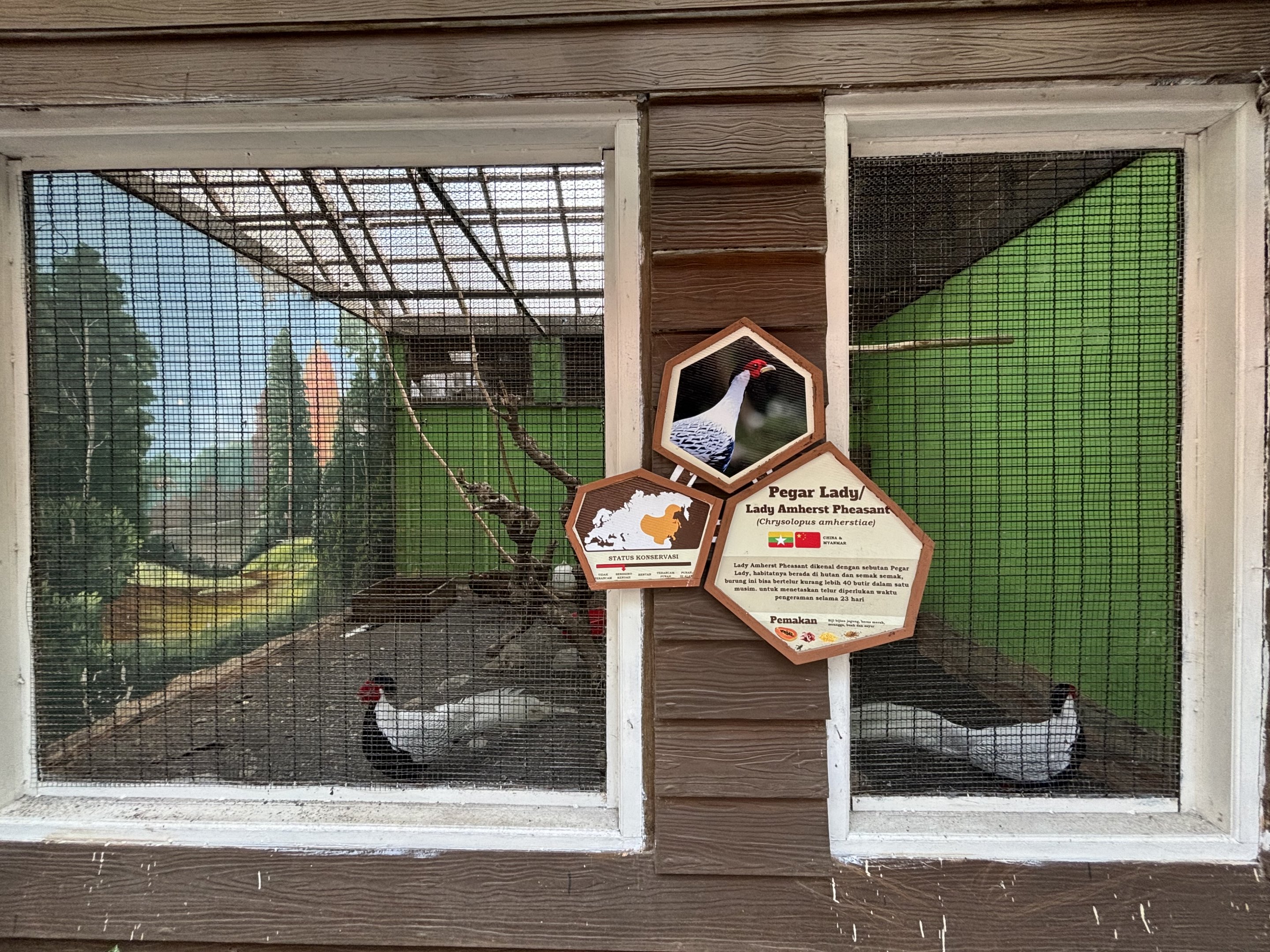 Silver Pheasant Aviary