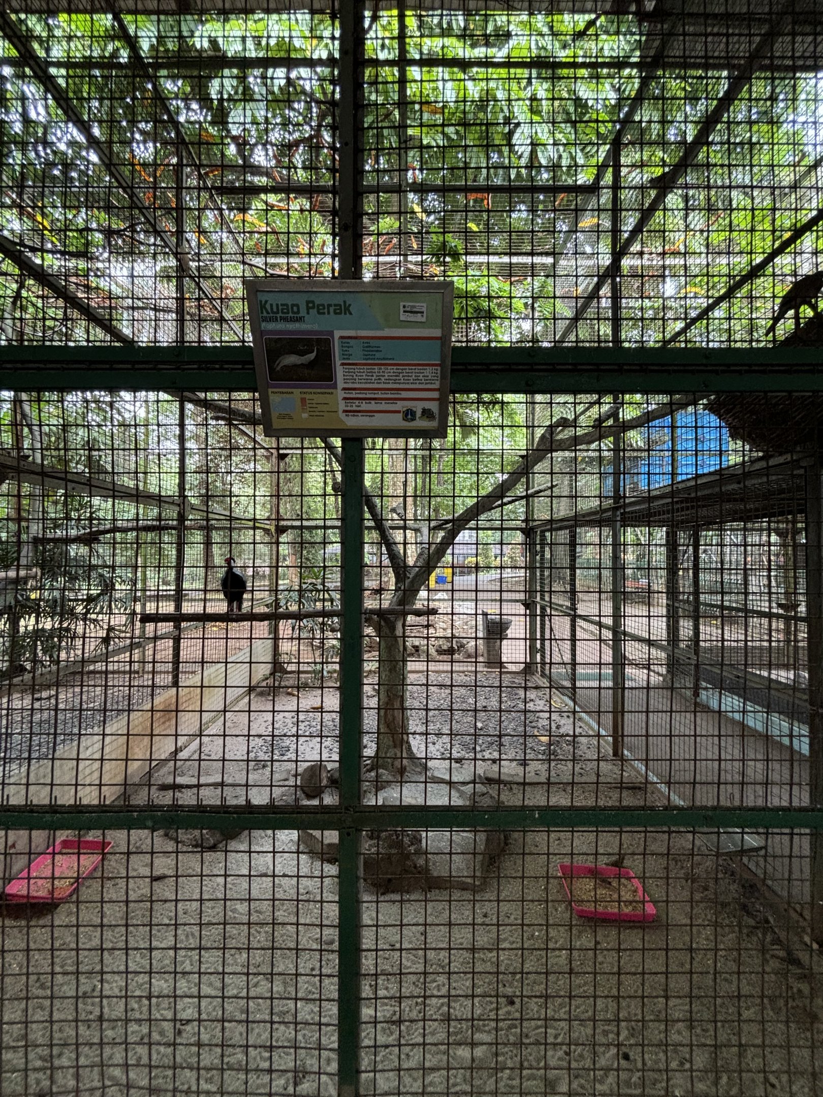 Silver Pheasant Aviary