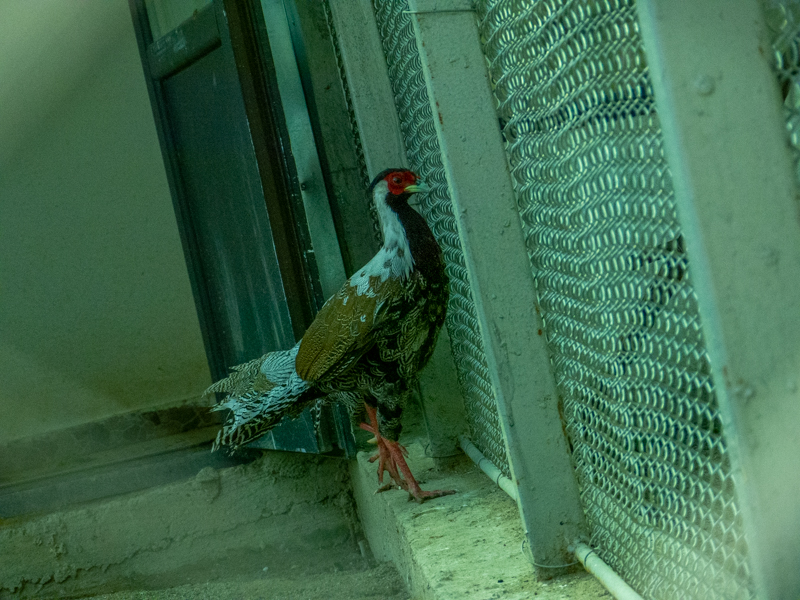 silver pheasant breeding form