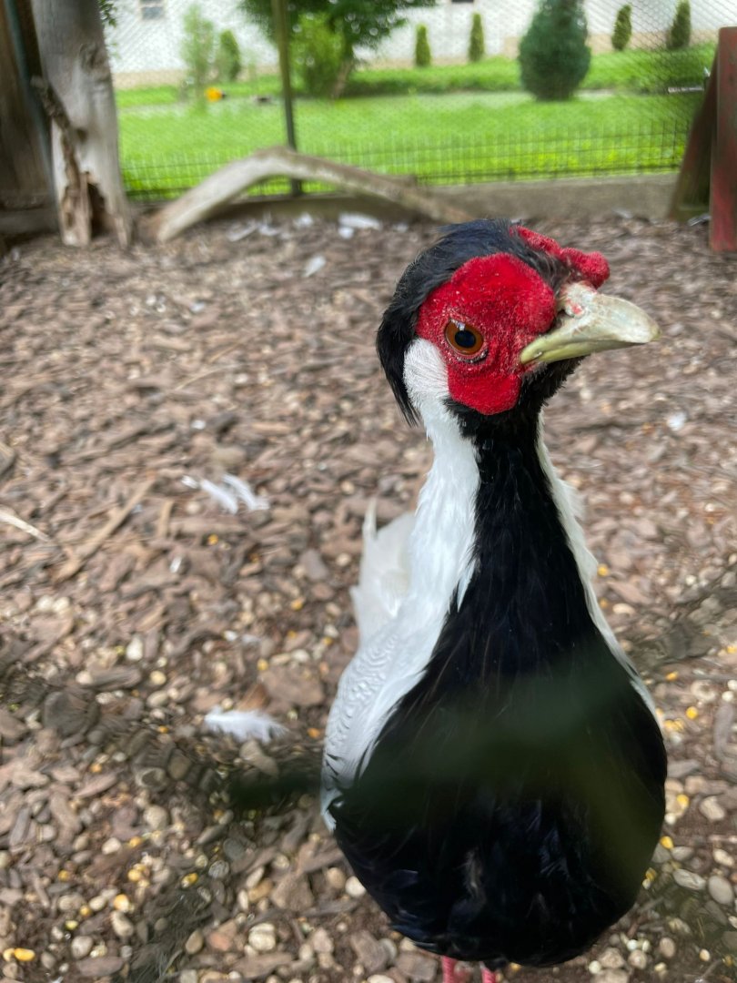 Silver Pheasant Closeup